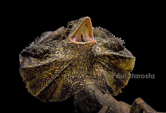 Chlamidausaurus kingii (lézard à collerette)