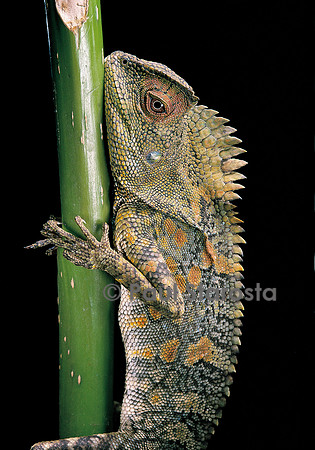 Gonocephalus chamaeleontinus