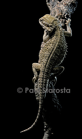 Pogona brevis