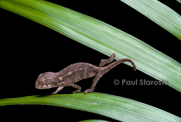Furcifer oustaleti - jeune