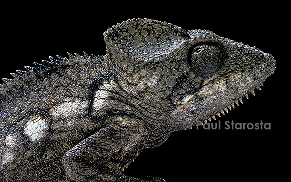 Furcifer oustaleti