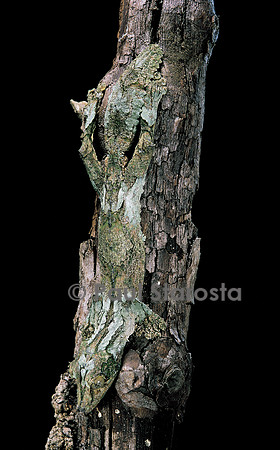 Uroplatus sikorae