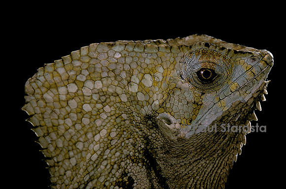 Corytophanes cristatus