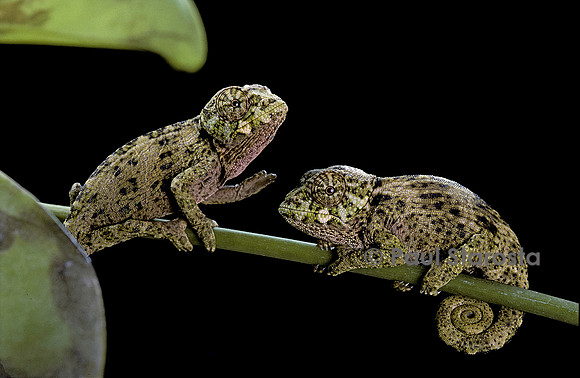 Chamaeleo johnstoni (caméléon de Johnston) - jeune