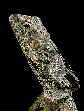 Chlamidosaurus kingii (lézard à collerette)