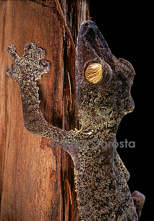 Uroplatus fimbriatus