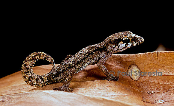Paroedura androyensis
