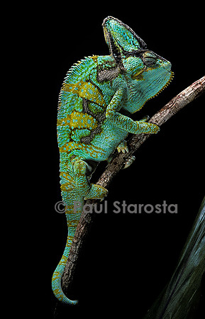 Chamaeleo calyptratus (caméléon casqué du Yémen)