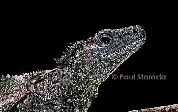 Hydrosaurus weberi