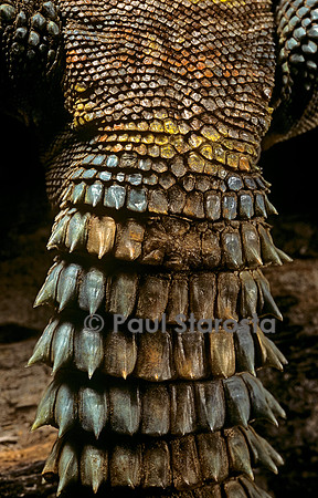 Uromastyx ornata (fouette-queue) - queue