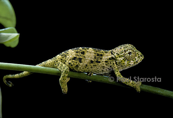 Chamaeleo johnstoni (caméléon de Johnston) - jeune