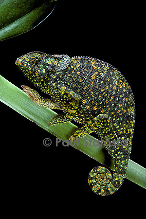 Chamaeleo dilepis (caméléon bilobé)