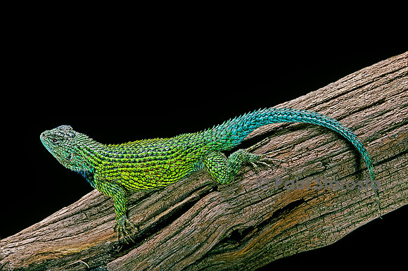 Sceloporus malachiticus
