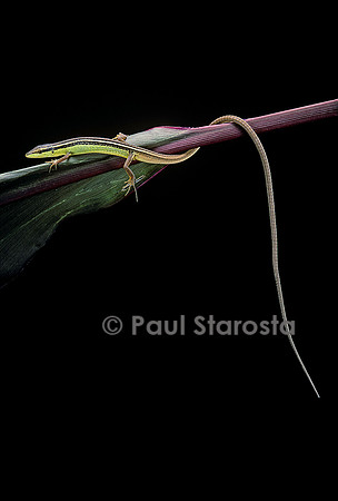 Takydromus sexileatus