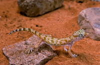 Stenodactylus sthenodactylus