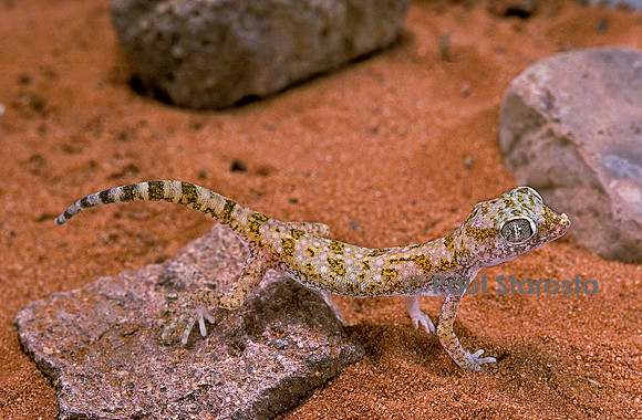 Stenodactylus sthenodactylus