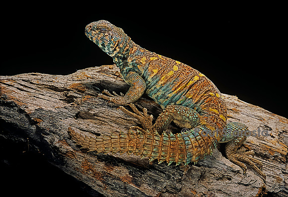 Uromastyx ornata (fouette-queue)