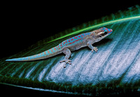 Phelsuma ornata ornata