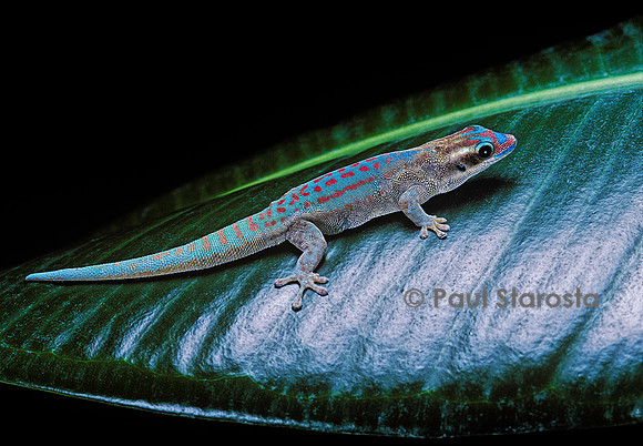 Phelsuma ornata ornata