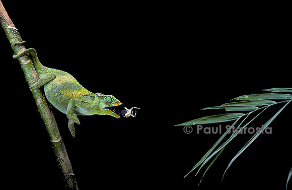 Chamaeleo johnstoni (caméléon de Johnston) - capturant un insecte
