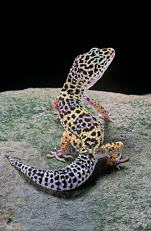 Eublepharis macularius (gecko léopard)