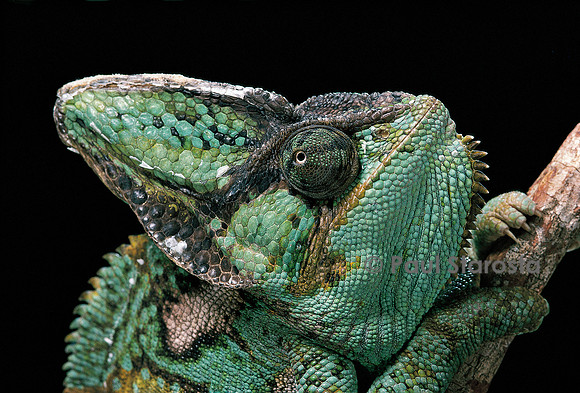 Chamaeleo calyptratus (caméléon casqué du Yémen)