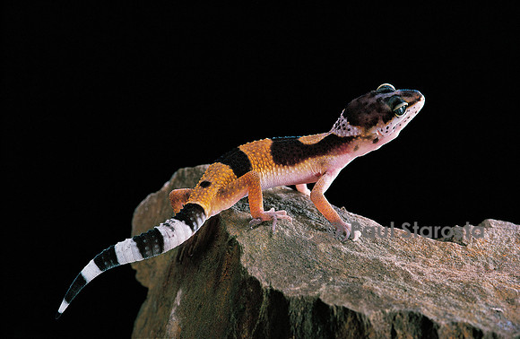 Eublepharis macularius f.golden (gecko léopard)
