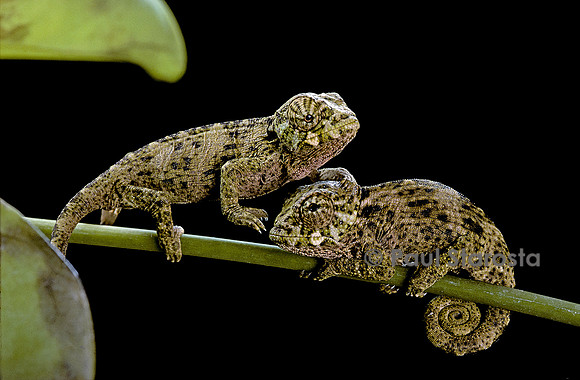 Chamaeleo johnstoni (caméléon de Johnston) - jeune