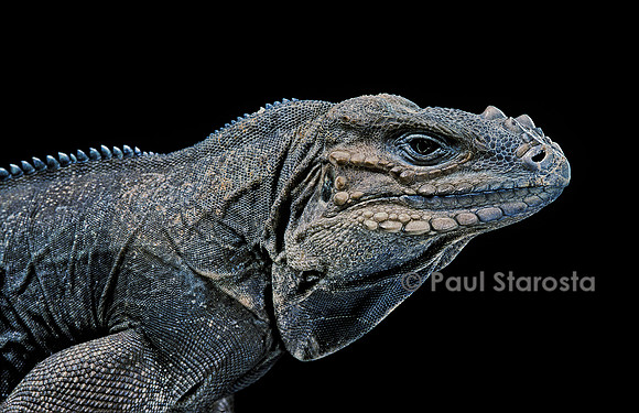Cyclura cornuta (iguane rhinocéros)