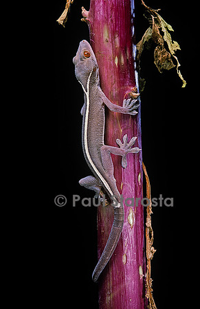 Gekko vittatus