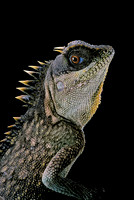 Acanthosaura armata