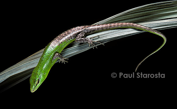 Lamprolepis (Dasia) smaragdina