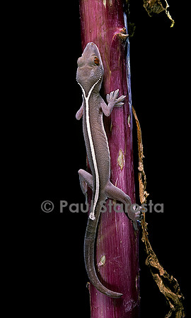 Gekko vittatus
