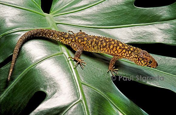 Lepidophyma flavimaculatum