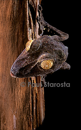 Uroplatus fimbriatus