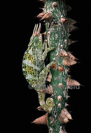 Chamaeleo johnstoni