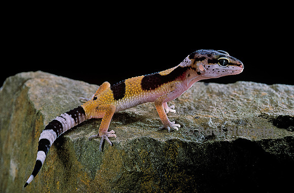 Eublepharis macularius f.golden (gecko léopard)