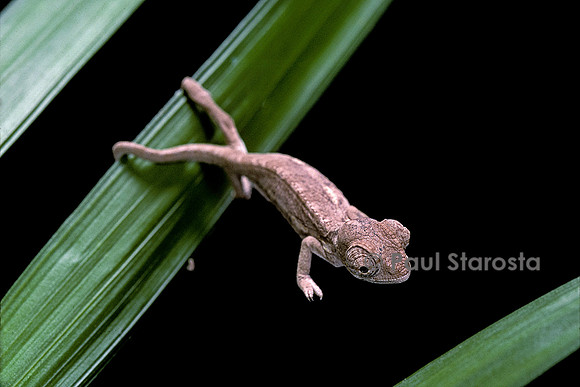 Furcifer oustaleti - jeune