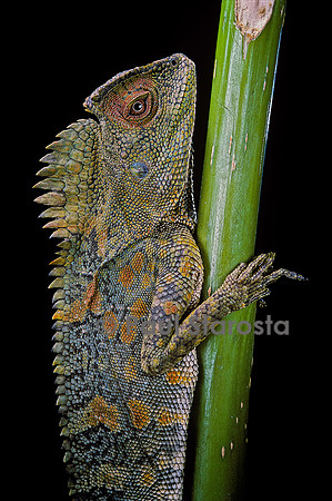 Gonocephalus chamaeleontinus