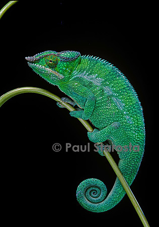 Chamaeleo pardalis (caméléon panthère)