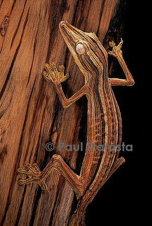 Uroplatus lineatus