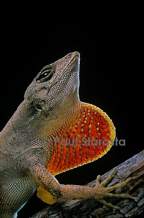 Anolis sagrei