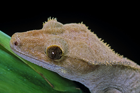Rhacodactylus ciliatus
