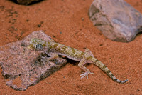 Stenodactylus sthenodactylus