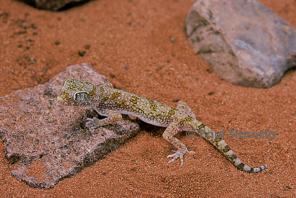Stenodactylus sthenodactylus