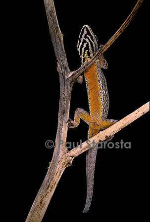 Lygodactylus gutturalis