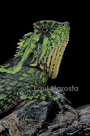 Gonocephalus kuhlii