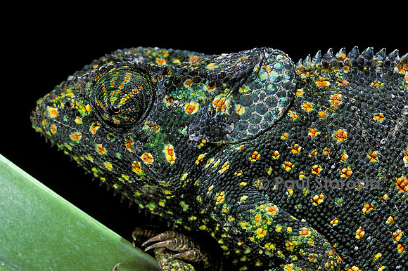 Chamaeleo dilepis (caméléon bilobé)