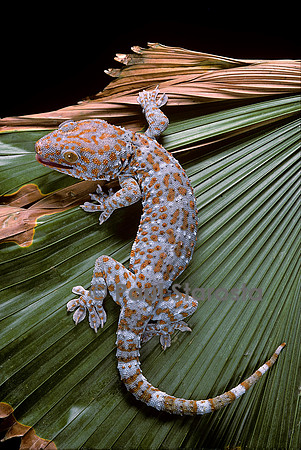 Gekko gecko (tokay)