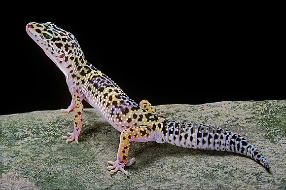Eublepharis macularius (gecko léopard)